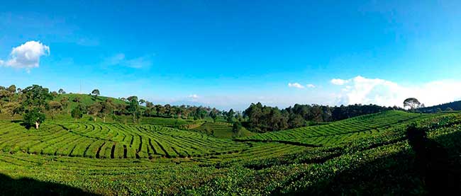 Bandung Tea Plantation