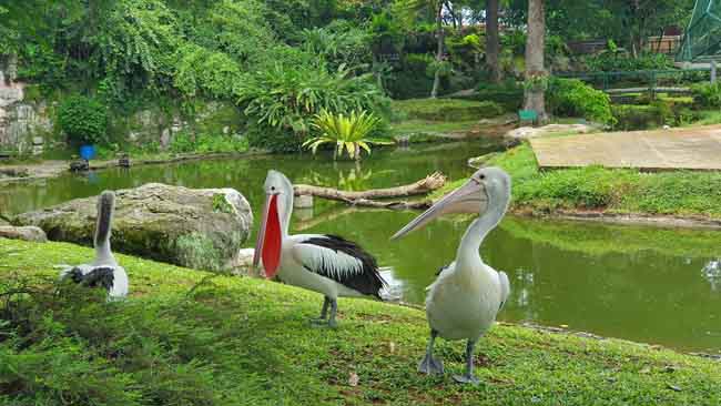 Bird Park Taman Mini Jakarta